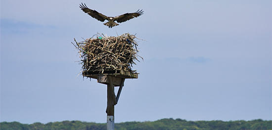 Osprey returning to nesting platform at Chase Garden Creek