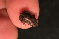 Toadlet © Jay Corderio