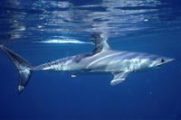 Atlantic Shortfin Mako © Simon Thorrold