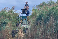 Three operators riding a marshmaster through tall grass