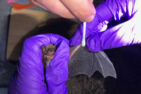 Northern Long-eared Bat found at Lost Farm