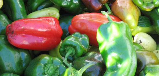 Organic peppers grown at the Farm at Moose Hill