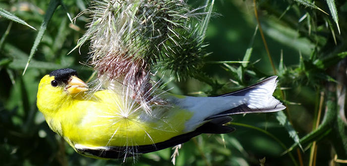 Goldfinch male on a thistle flower