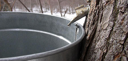 Sap dripping into a bucket
