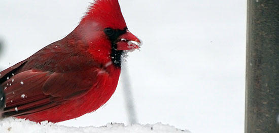Cardinal at feeder in winter