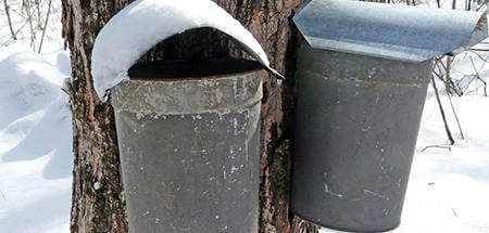 Sap buckets on trees at Moose Hill Wildlife Sanctuary. 