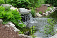 Walking trail through Foxboro cranberry bog