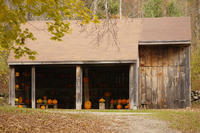 Barn full of jack-o-lanterns at Moose Hill Wildlife Sanctuary