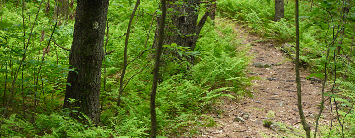 Trail at Nashoba Brook Wildlife Sanctuary