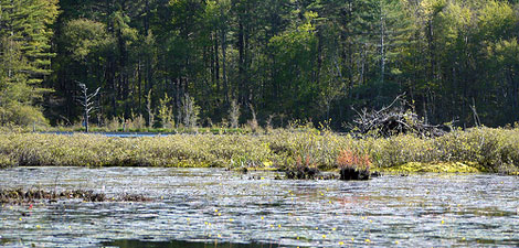 Pond at Mass Audubon North Hill Marsh