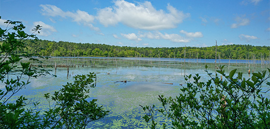 View of the pond at North Hill Marsh Wildlife Sanctuary