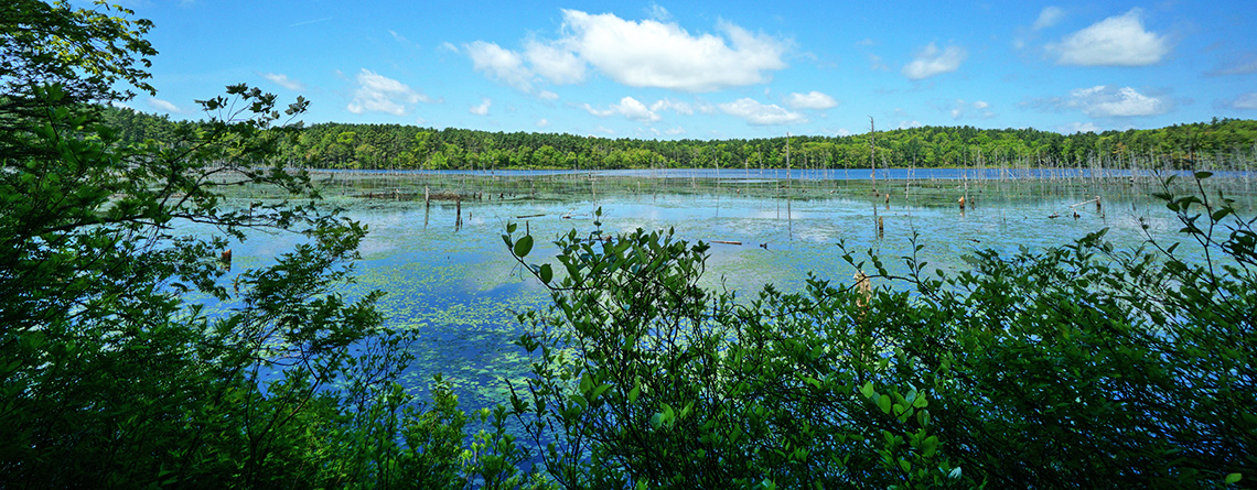 View of the pond at North Hill Marsh Wildlife Sanctuary