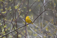Yellow Warbler © Frost-O'Brien family