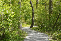 Trail through the woods at North River © Rosemary Mosco