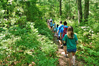 Campers exploring a trail in the woods at North River Nature Day Camp
