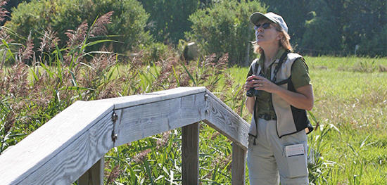 Woman birding in summer at Daniel Webster