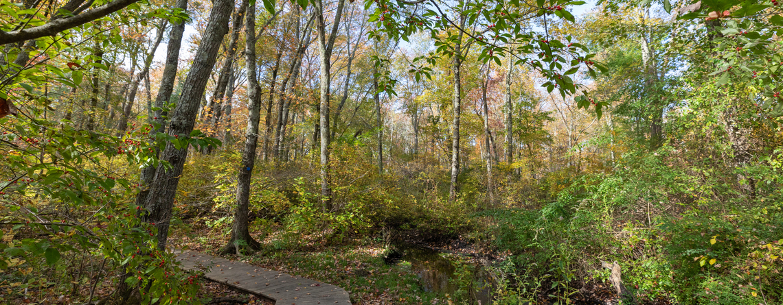 Trail through the forest at Oak Knoll © Kristin Foresto