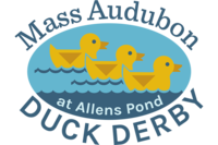Mass Audubon's Duck Derby at Allens Pond Wildlife Sanctuary