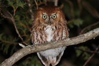 Eastern Screech Owl red morph (Photo: Mark Faherty)