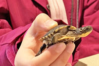 Zaynab holding her head-started Blanding's Turtle named "Enndleton Francis Jones II"
