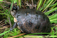 Turtle in the grass at Oak Knoll