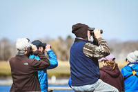 A group of people birdwatching with their backs to the camera