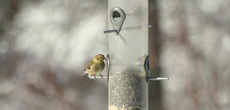 Goldfinch at the feeder.