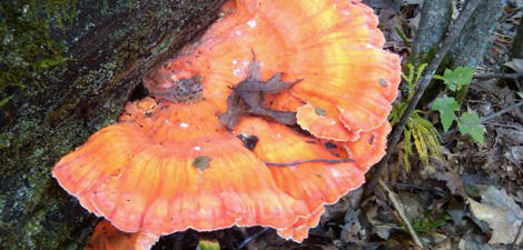 Chicken of the woods at Oak Knoll Wildlife Sanctuary