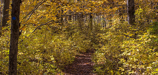 Oak Knoll trail in fall © Mary Whitty