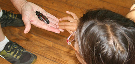 Girl examining a cockroach