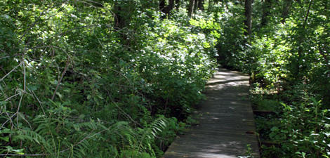 Trail at Oak Knoll Wildlife Sanctuary