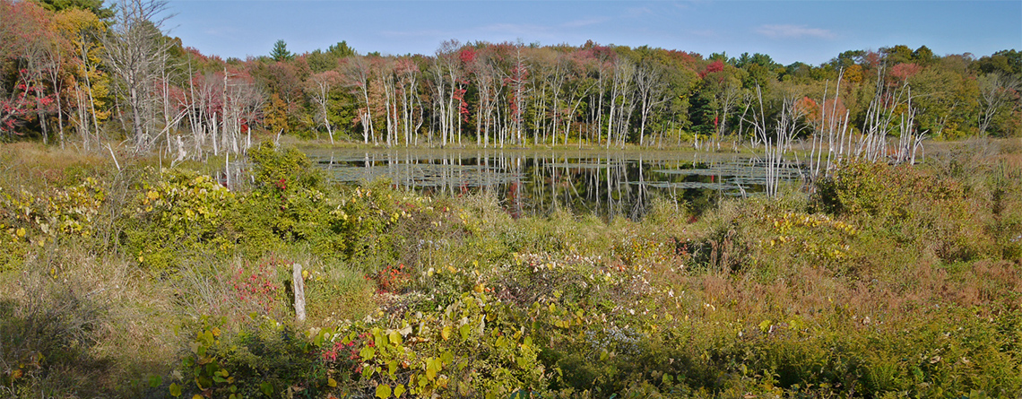 Lake at Pierpont Meadow Wildlife Sanctuary
