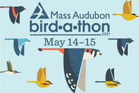 Mass Audubon Bird-a-thon 2021 promo ad with illustrated birds