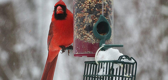 Cardinal at feeder in winter © Charlie Zap