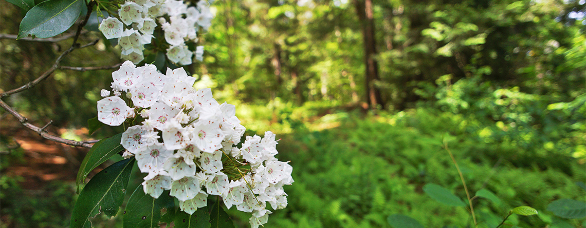 Mountain Laurel (Kalmia latifolia) blooming at Poor Farm Hill Wildlife Sanctuary