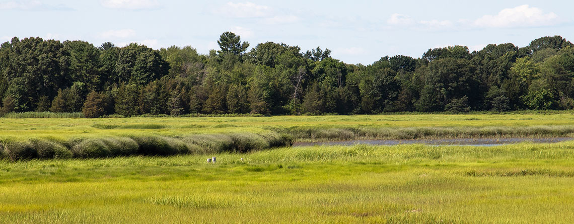 Salt marsh in low tide at Rough Meadows Wildlife Sanctuary