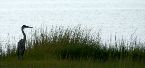 Heron