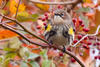 Yellow-rumped Warbler © Carol Ansel