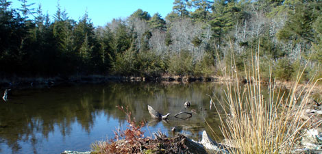 North swamp at Mass Audubon Skunknett River Wildlife Sanctuary