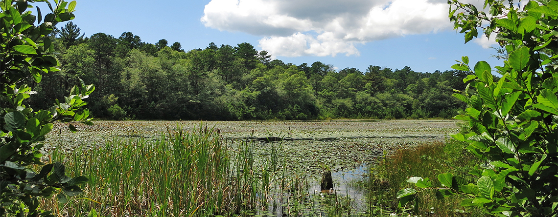 Swamp at Skunknett River Wildlife Sanctuary