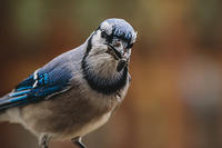 Blue jay on railing eating sunflower seeds