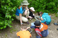 Stony Brook campers examine soil for critters