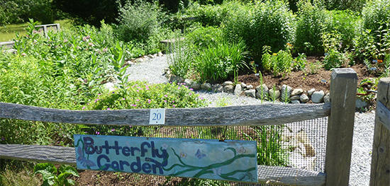 Butterfly garden at Stony Brook