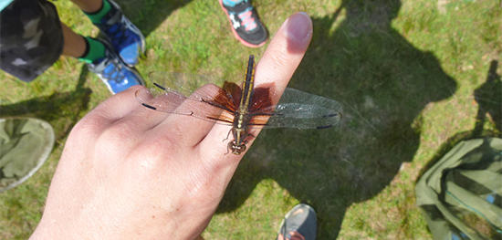 Dragonfly perched on staffer's hand