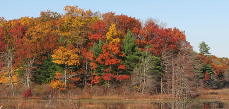 Fall color at Mass Audubon Stony Brook Wildlife Sanctuary © Kristin Foresto, Mass Audubon 