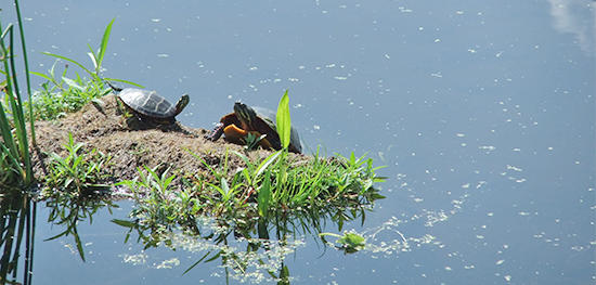 Painted turtles basking in the sun at Stony Brook