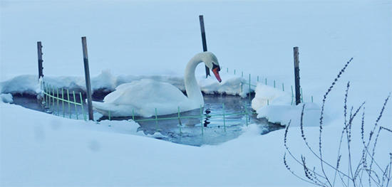 Swan visiting Bristol Lake in winter