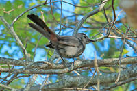 Gray Catbird at Tidmarsh Wildlife Sanctuary