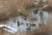 Winter ducks at Tidmarsh