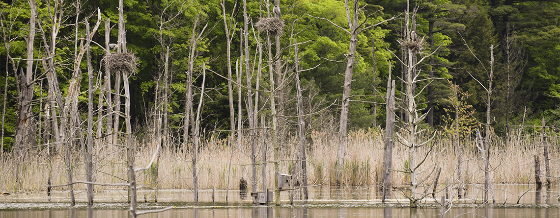View of rookery and woods at Tracy Brook Wildlife Sanctuary